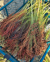 Load image into Gallery viewer, Dried Broomcorn Seed Heads - Rustic Fall Decor