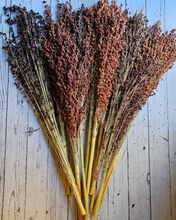 Load image into Gallery viewer, Dried Broomcorn Seed Heads - Rustic Fall Decor