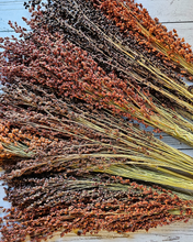 Load image into Gallery viewer, Dried Broomcorn Seed Heads - Rustic Fall Decor