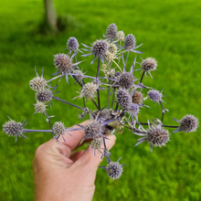 Load image into Gallery viewer, Dried Sea Holly Bundles - Natural Dried Eryngium