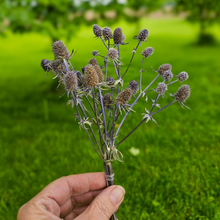 Load image into Gallery viewer, Dried Sea Holly Bundles - Natural Dried Eryngium