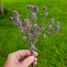 Load image into Gallery viewer, Dried Sea Holly Bundles - Natural Dried Eryngium