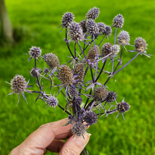 Load image into Gallery viewer, Dried Sea Holly Bundles - Natural Dried Eryngium