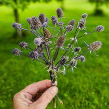 Load image into Gallery viewer, Dried Sea Holly Bundles - Natural Dried Eryngium