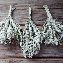 Load image into Gallery viewer, Dried Dusty Miller - Farm Grown