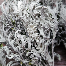 Load image into Gallery viewer, Dried Dusty Miller - Farm Grown