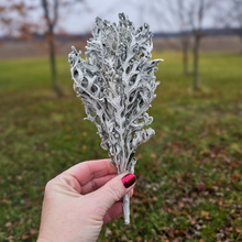 Load image into Gallery viewer, Dried Dusty Miller - Farm Grown