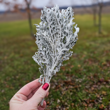 Load image into Gallery viewer, Dried Dusty Miller - Farm Grown