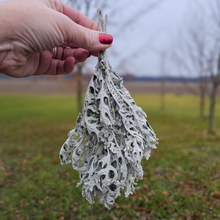 Load image into Gallery viewer, Dried Dusty Miller - Farm Grown