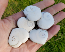 Load image into Gallery viewer, Shiva Shell Heart