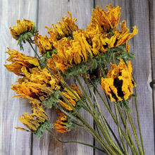 Load image into Gallery viewer, Dried Rudbeckia Flowers on Stems - Black Eyed Susan