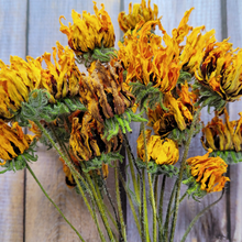 Load image into Gallery viewer, Dried Rudbeckia Flowers on Stems - Black Eyed Susan