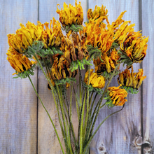 Load image into Gallery viewer, Dried Rudbeckia Flowers on Stems - Black Eyed Susan