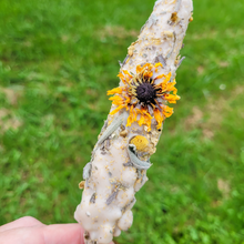 Load image into Gallery viewer, Mullein Torch - Hags Taper - Witches Candle