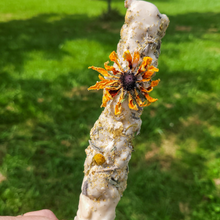Load image into Gallery viewer, Mullein Torch - Hags Taper - Witches Candle