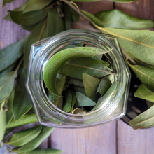 Load image into Gallery viewer, Dried California Bay Laurel leaves