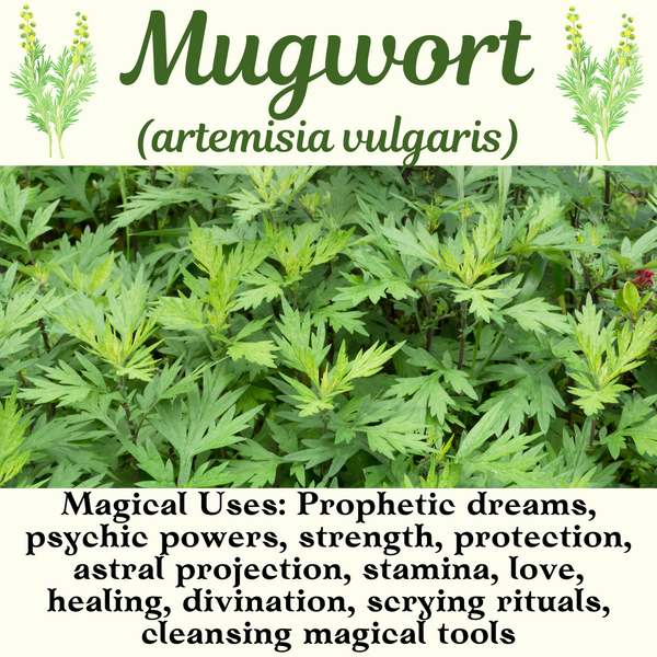 Magical and Medicinal Benefits of Mugwort