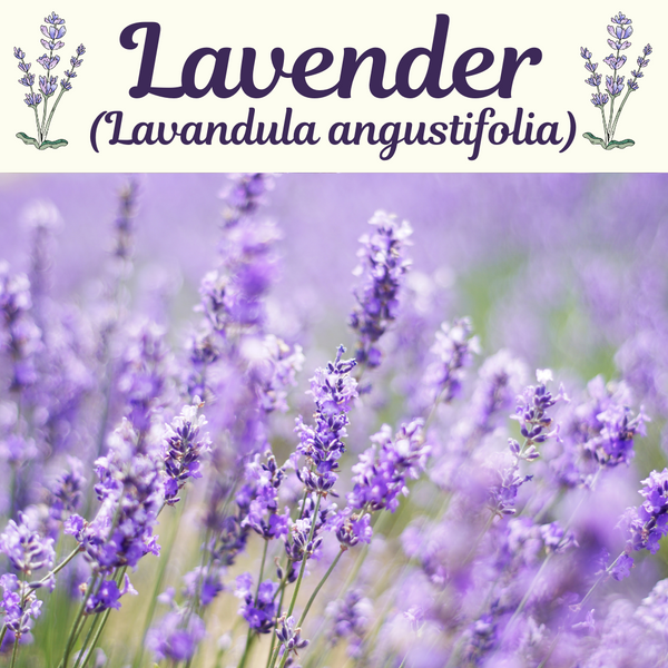 Therapeutic and Magical Benefits Of Lavender