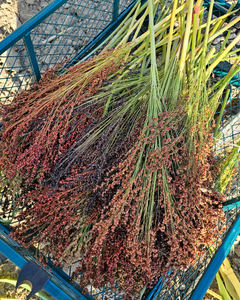 Dried Broomcorn Seed Heads - Rustic Fall Decor