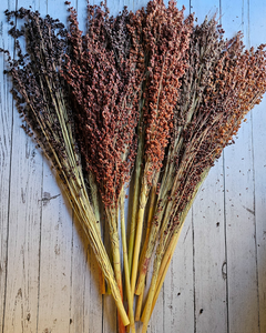 Dried Broomcorn Seed Heads - Rustic Fall Decor