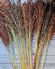 Load image into Gallery viewer, Dried Broomcorn Seed Heads - Rustic Fall Decor
