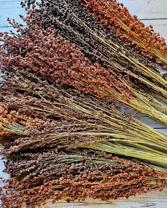 Dried Broomcorn Seed Heads - Rustic Fall Decor