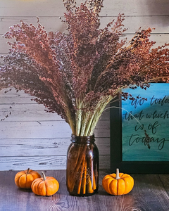 Dried Broomcorn Seed Heads - Rustic Fall Decor