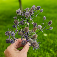 Load image into Gallery viewer, Dried Sea Holly Bundles - Natural Dried Eryngium

