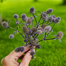 Load image into Gallery viewer, Dried Sea Holly Bundles - Natural Dried Eryngium
