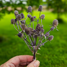Load image into Gallery viewer, Dried Sea Holly Bundles - Natural Dried Eryngium
