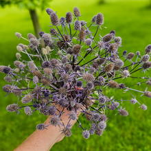 Load image into Gallery viewer, Dried Sea Holly Bundles - Natural Dried Eryngium
