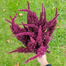 Load image into Gallery viewer, Dried Red Spike Amaranth - Farm Grown Dried Flowers
