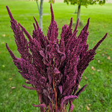 Load image into Gallery viewer, Dried Red Spike Amaranth - Farm Grown Dried Flowers
