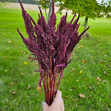 Load image into Gallery viewer, Dried Red Spike Amaranth - Farm Grown Dried Flowers
