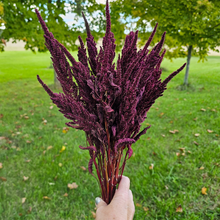 Load image into Gallery viewer, Dried Red Spike Amaranth - Farm Grown Dried Flowers
