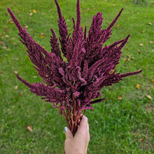 Load image into Gallery viewer, Dried Red Spike Amaranth - Farm Grown Dried Flowers
