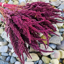 Load image into Gallery viewer, Dried Red Spike Amaranth - Farm Grown Dried Flowers
