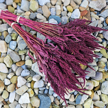 Load image into Gallery viewer, Dried Red Spike Amaranth - Farm Grown Dried Flowers
