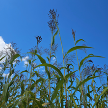 Load image into Gallery viewer, Broomcorn Stalks for Crafts, Plaiting, Broom Making - 6-14 inches Farm Grown
