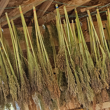 Load image into Gallery viewer, Broomcorn Stalks for Crafts, Plaiting, Broom Making - 6-14 inches Farm Grown
