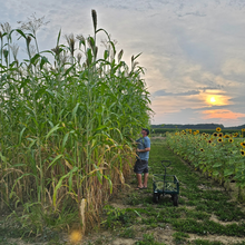 Load image into Gallery viewer, Broomcorn Stalks for Crafts, Plaiting, Broom Making - 6-14 inches Farm Grown
