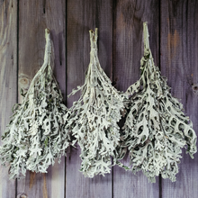 Load image into Gallery viewer, Dried Dusty Miller - Farm Grown
