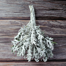 Load image into Gallery viewer, Dried Dusty Miller - Farm Grown
