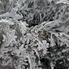 Load image into Gallery viewer, Dried Dusty Miller - Farm Grown
