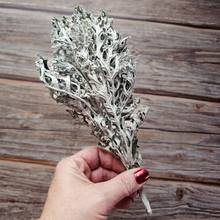 Load image into Gallery viewer, Dried Dusty Miller - Farm Grown
