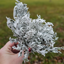 Load image into Gallery viewer, Dried Dusty Miller - Farm Grown
