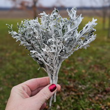 Load image into Gallery viewer, Dried Dusty Miller - Farm Grown
