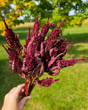 Load image into Gallery viewer, Dried Red Spike Amaranth - Farm Grown Dried Flowers
