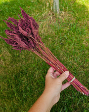 Load image into Gallery viewer, Dried Red Spike Amaranth - Farm Grown Dried Flowers
