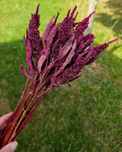 Load image into Gallery viewer, Dried Red Spike Amaranth - Farm Grown Dried Flowers
